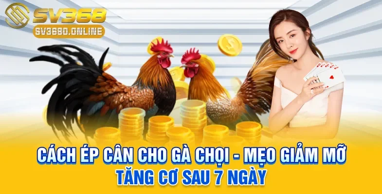 Cách Ép Cân Cho Gà Chọi - Mẹo Giảm Mỡ Tăng Cơ Sau 7 Ngày 1 Cách ép cân cho gà chọi