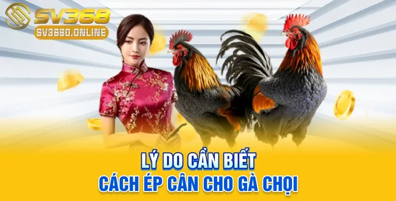 Cách Ép Cân Cho Gà Chọi - Mẹo Giảm Mỡ Tăng Cơ Sau 7 Ngày 2 Lý do cần biết cách ép cân cho gà chọi